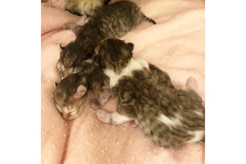 成約済の大阪府のミヌエット-7441の2枚目